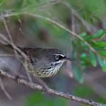 Spotted Scrubwren / Sericornis maculatus