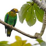 Bald Parrot / Pyrilia aurantiocephala