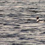 Hooded Grebe / Podiceps gallardoi