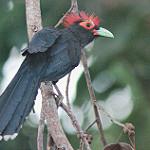 Rough-crested Malkoha / Dasylophus superciliosus