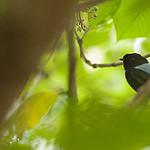 Yungas Manakin / Chiroxiphia boliviana