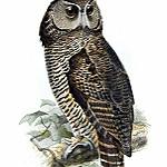 Shelley's Eagle-Owl / Ketupa shelleyi
