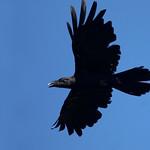 Corvus philippinus