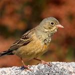 Садовая овсянка / Emberiza hortulana