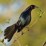 Boat-tailed Grackle / Quiscalus major