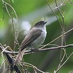 Буруанская мухоловка / Eumyias additus