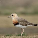 Восточный зуёк / Anarhynchus veredus