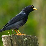 Желтоногий дрозд / Turdus flavipes