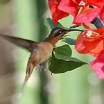 Боливийский колибри-отшельник / Phaethornis subochraceus