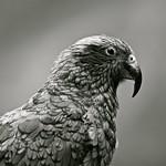 New Zealand Parrots / Strigopidae photo