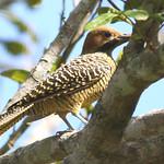 Fernandina's Flicker / Colaptes fernandinae