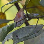 Ошейниковая тимелия / Cyanoderma melanothorax