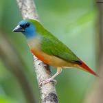 Pin-tailed Parrotfinch / Erythrura prasina