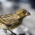 Nihoa Finch / Telespiza ultima