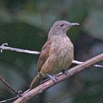 Бюльбюлевая саговница / Pycnopygius ixoides