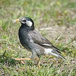 White-cheeked Starling / Spodiopsar cineraceus