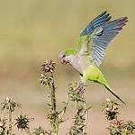 Monk Parakeet / Myiopsitta monachus