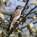 Пепельная цистикола / Cisticola cinereolus