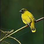 Andaman Bulbul / Brachypodius fuscoflavescens