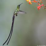 Black-tailed Trainbearer / Lesbia victoriae