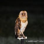 Луговая сипуха / Tyto capensis