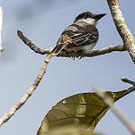 Giant Kingbird / Tyrannus cubensis