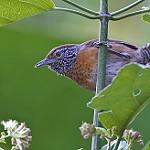 Rufous-breasted Wren / Pheugopedius rutilus