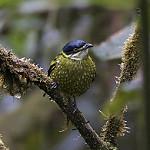 Scaled Fruiteater / Ampelioides tschudii