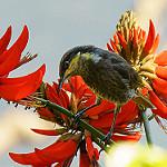 Mangrove Honeyeater / Gavicalis fasciogularis