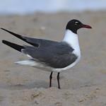 Ацтекская чайка / Leucophaeus atricilla