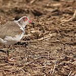 Трёхполосый зуёк / Charadrius tricollaris