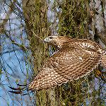Краснохвостый канюк / Buteo jamaicensis