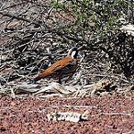 Western Quail-thrush / Cinclosoma marginatum