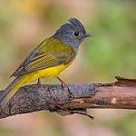 Grey-headed Canary-flycatcher / Culicicapa ceylonensis