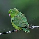 Spot-winged Parrotlet / Touit stictopterus