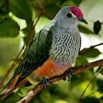 Королевский фруктовый голубь / Ptilinopus regina