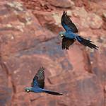 Lear's Macaw / Anodorhynchus leari