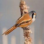Bearded Reedling / Panurus biarmicus