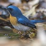 Indochinese Blue Flycatcher / Cyornis sumatrensis