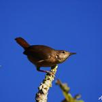 Southern House Wren / Troglodytes musculus