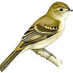 Cocos Tyrannulet / Nesotriccus ridgwayi