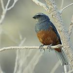 Rufous-bellied Mountain Tanager / Pseudosaltator rufiventris