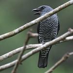 Visayan Cuckooshrike / Coracina panayensis