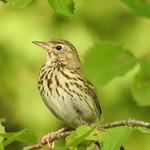 Лесной конёк / Anthus trivialis