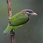 White-cheeked Barbet / Psilopogon viridis