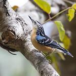 Beautiful Nuthatch / Sitta formosa