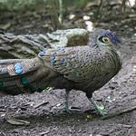 Malayan Peacock-Pheasant / Polyplectron malacense