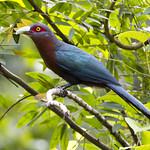 Chestnut-breasted Malkoha / Phaenicophaeus curvirostris