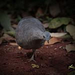 Волнистый скрытохвост / Crypturellus undulatus