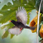Black Bulbul / Hypsipetes leucocephalus
